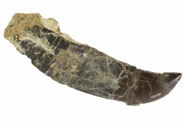 Rooted, Juvenile Allosaurus Tooth - Colorado #91371
